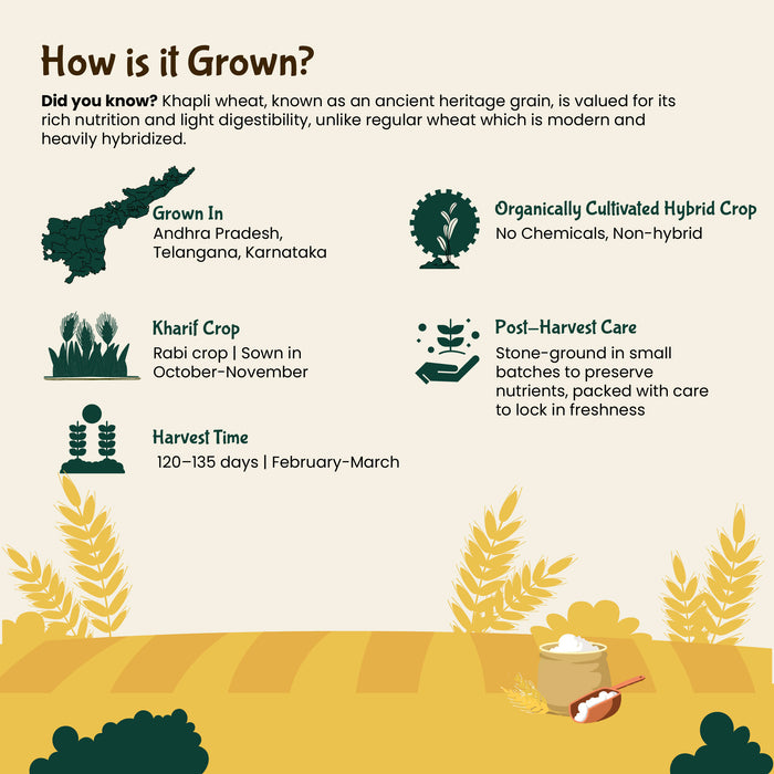 Organic Khapli Wheat Flour | Jave Godhi Hittu | 50% High Fiber | 50% low gluten - Rajamudi Organics